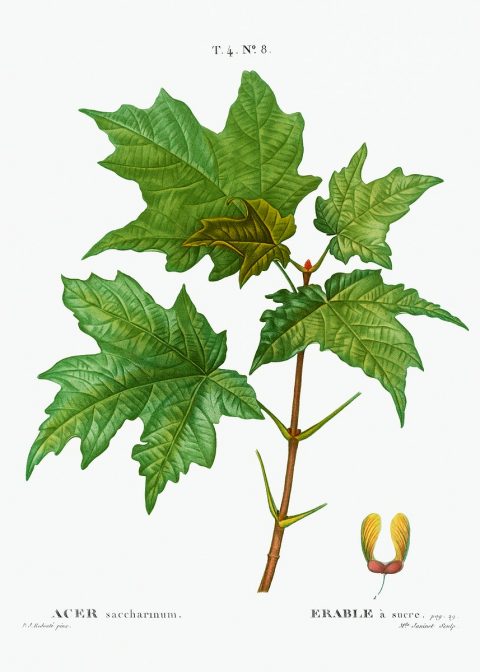 A scientific diagram depicting maple leaves