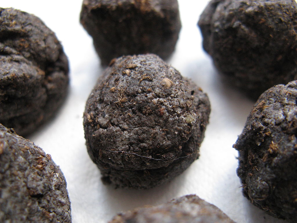 A photo of several wildflower seed balls (made with seeds and compost) sitting on a white table.