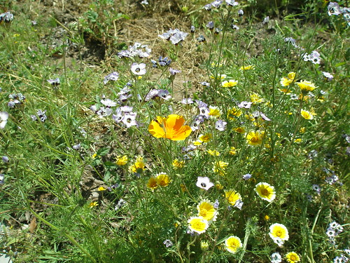 Closeup photo of a field of purple, white, and yellow wildflowers
