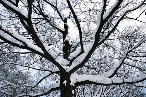Photo of a deciduous tree with its branches covered in several inches of snow.